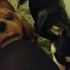 Cavalier king charles spaniel Bastian