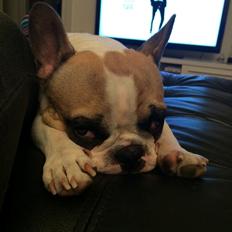 Fransk bulldog Uffe
