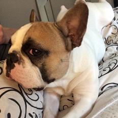 Fransk bulldog Uffe