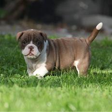 Olde english bulldogge Østergaards Cappucino