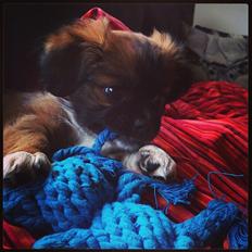 Blanding af racer Ibo