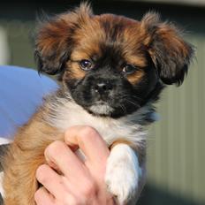 Blanding af racer Ibo