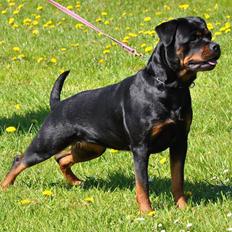 Rottweiler Heitahs You Too (Silke)