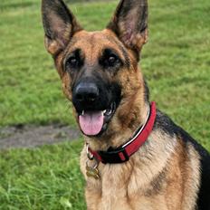 Schæferhund Aixa's Daisy Crazy