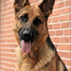 Schæferhund Aixa's Daisy Crazy