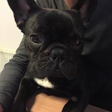 Fransk bulldog Bob 