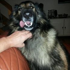 Tervueren Aabos Daniel, Monty