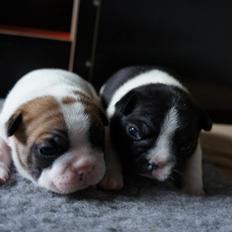 Fransk bulldog Carry 