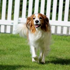 Kooikerhondje Fantwire´s Boefje [HIMMELHUND]