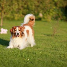 Kooikerhondje Fantwire´s Boefje [HIMMELHUND]