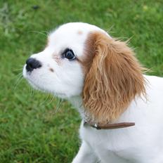 Cavalier king charles spaniel Holsteins Indi