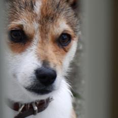 Norsk lundehund Ulfrigga Lundes Trude