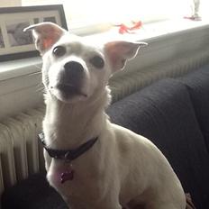 Jack russell terrier Wilma