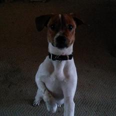 Glathåret foxterrier Jack