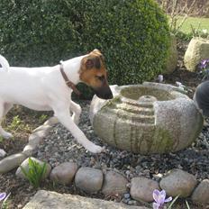 Glathåret foxterrier Sif