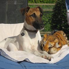 Glathåret foxterrier Sif