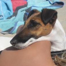 Glathåret foxterrier Sif