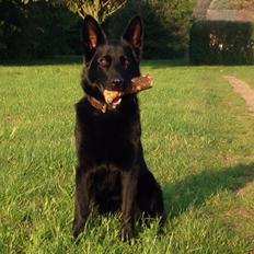 Schæferhund Nelly *AKA* Terroristen.