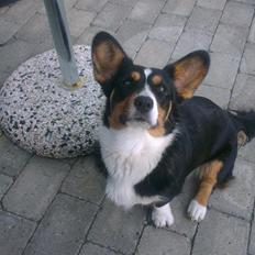 Welsh corgi cardigan Byrks Snickers
