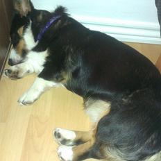 Welsh corgi cardigan Byrks Snickers