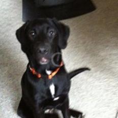 Labrador retriever Lucky