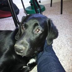 Labrador retriever Lucky