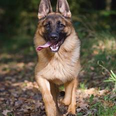Schæferhund Hamsel's Selma