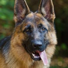Schæferhund Hamsel's Selma