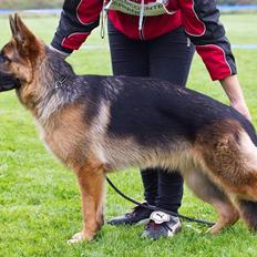 Schæferhund Hamsel's Selma