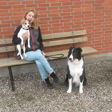 Border collie Kato