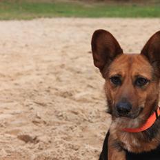 Blanding af racer Foxy
