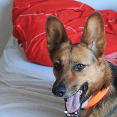 Blanding af racer Foxy
