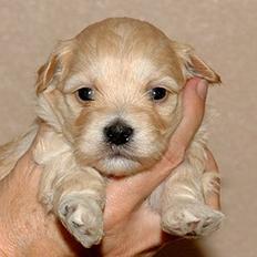 Bichon havanais Molly