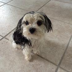 Blanding af racer Mia