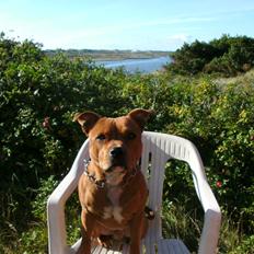 Staffordshire bull terrier Tovdal Bullet