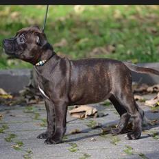 Staffordshire bull terrier braunstaff heavenly gift aka chili