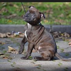 Staffordshire bull terrier braunstaff heavenly gift aka chili