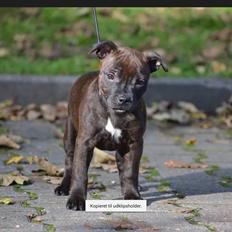 Staffordshire bull terrier braunstaff heavenly gift aka chili