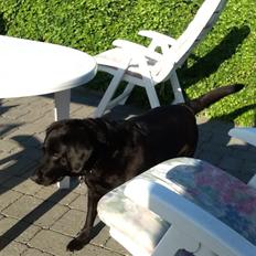 Blanding af racer Mille