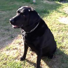 Blanding af racer Mille