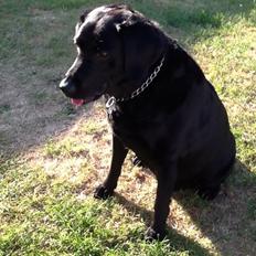 Blanding af racer Mille