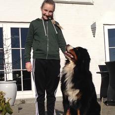 Berner sennenhund bocjo