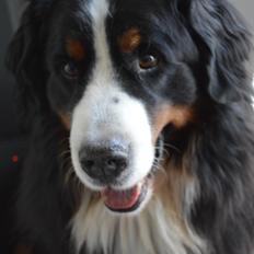 Berner sennenhund bocjo