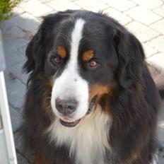 Berner sennenhund bocjo