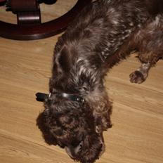 Field Trial Cockerspaniel Smut R.I.P. <3