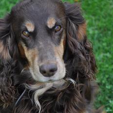 Field Trial Cockerspaniel Lise