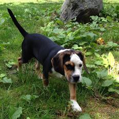 Blanding af racer Nora