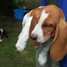 Basset hound Ludvig