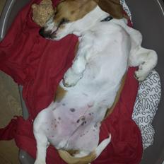 Basset hound Ludvig