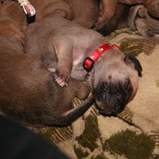 Blanding af racer CHAROS